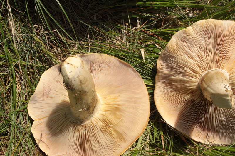 in alta quota nei miei Sibillini